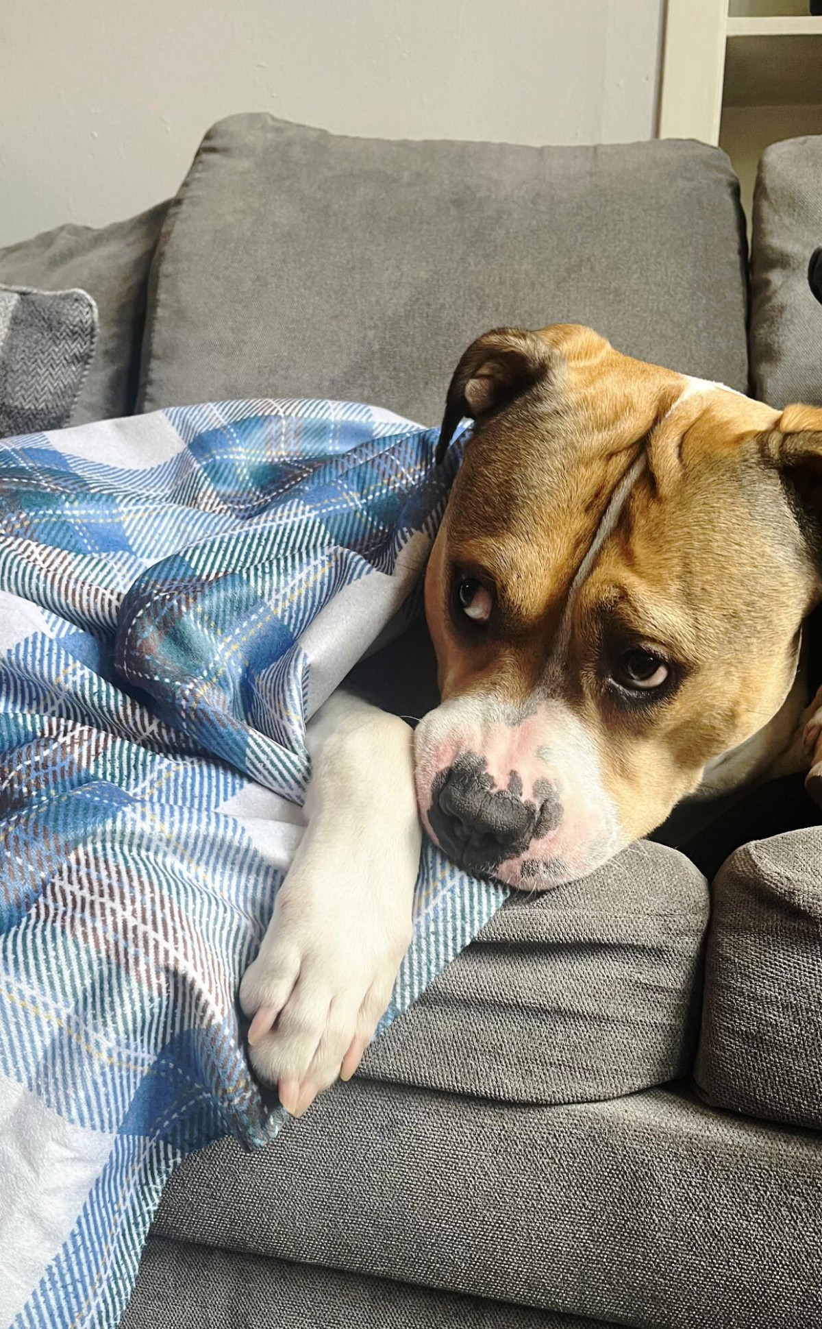 Tartan Sherpa Blanket Bed & Bath Homeware Products CLAN